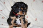 Kaval�r King Charles Spaniel s PP
