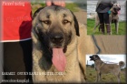 Orginal TURECK� Kangal