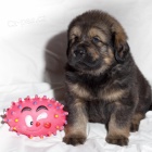 Tibetsk� doga - �t���tka s PP