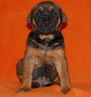 Tosa Inu - �t���tkka s PP 