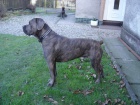 Cane Corso-kryc� pes