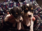 Jack Russel teri�r s pp - �t�nata JRT s rodokmenem