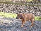 Prod�m kr�sn� �t���tka Rhod�sk�ho Ridgebacka bez PP 