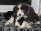 Bearded collie - Exkluzivn� spojen� pro �R