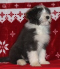Bearded collie - Exkluzivn� spojen� pro �R
