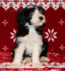 Bearded collie - Exkluzivn� spojen� pro �R