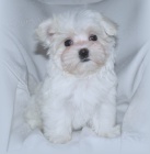 Malt�z��ek s pp