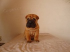 �ARPEJ, Shar-pei
