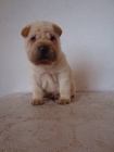 �ARPEJ, Shar-pei