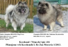 Keeshond / vl�� �pic zad�m �t��ata s PP hl�da�