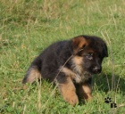 N�meck� ov��k - �t��ata s PP