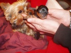 Prod�m fenky Jork��rsk�ho teriera bez PP.