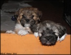 Lhasa apso s pp - fene�ky