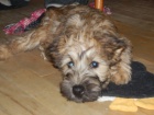 Kr�sn� �t��ata Wheaten� k odb�ru!