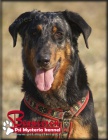 Beauceron - boseron - �t�n� na prodej
