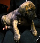 Perro de presa canario - Kan�rsk� doga