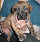 Perro de presa canario - Kan�rsk� doga