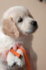�T��ATA - ZLAT� RETR�VR (GOLDEN RETRIEVER) s PP