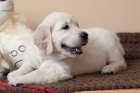 �T��ATA - ZLAT� RETR�VR (GOLDEN RETRIEVER) s PP