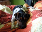 Jack Russel Terier ke kryt�