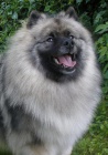 Keeshond / vl�� �pic �t��ata s PP
