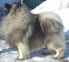 Keeshond / vl�� �pic �t��ata s PP
