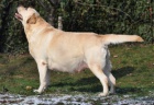 Labrador - �t��ata s PP FCI !