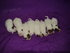 Jack Russell terier �t���tka s PP