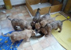�t��ata - Irish Soft Coated Wheaten Terrier