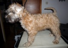 �t��ata - Irish Soft Coated Wheaten Terrier