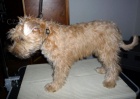 �t��ata - Irish Soft Coated Wheaten Terrier
