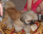 Shih-tzu - nab�dka kryt�