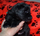 Belgick� ov��k - groenendael