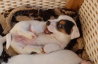 Jack Russel teri�r s PP - prod�m �t�nata JRT s PP