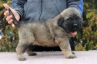 Kavkazsk� pasteveck� pes s PP FCI