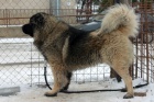 Kavkazsk� pasteveck� pes s PP FCI