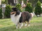 SHELTIE KRYT�