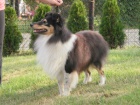 SHELTIE KRYT�