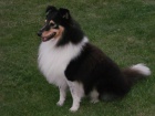 SHELTIE KRYT�