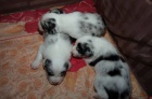 Prod�m �t�nata Border kolie - blue merle