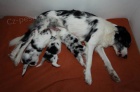 Prod�m �t�nata Border kolie - blue merle