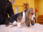 Basset �t���tka