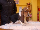 Basset �t���tka