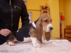 Basset �t���tka
