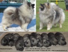 N�meck� �pic vl�� / keeshond �pi�kov� �t��ata s PP