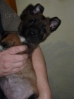 Belgick� ov��k-malinois s PP