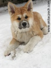 �t�n� akita inu