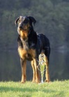 Beauceron - francouzsk� ov��k - �t��ata na prodej
