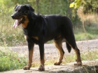 Beauceron - francouzsk� ov��k - �t��ata na prodej