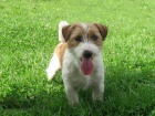 Jack Russell Teri�r 